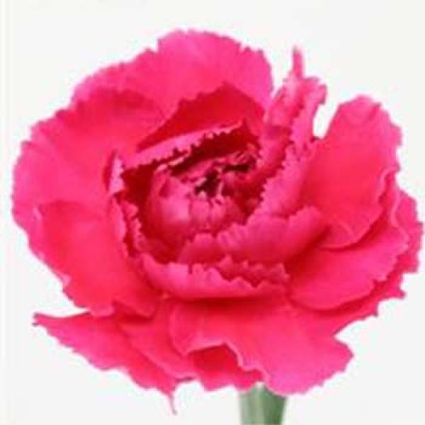 Vollsortiment - Nelken, dunkel rosa , 10 Stück